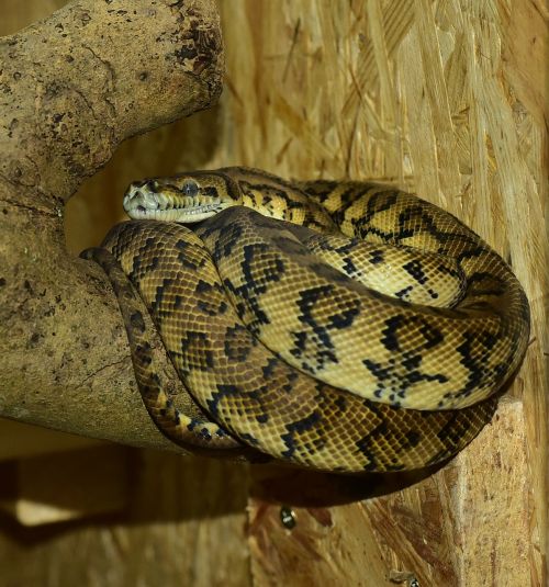 python snake carpet python