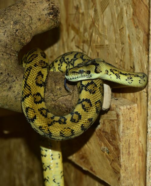 python snake carpet python