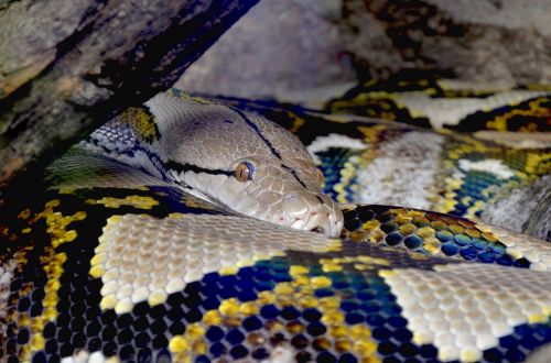 python net python beauty