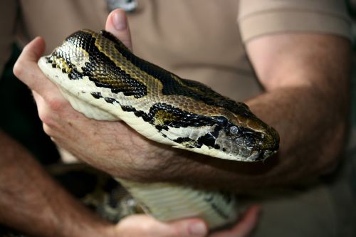 python snake reptile