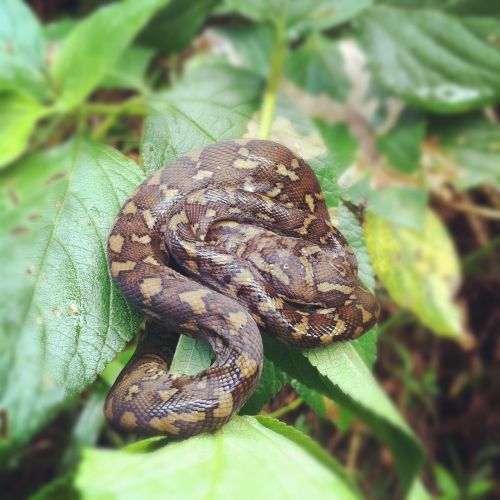 python baby snake nature