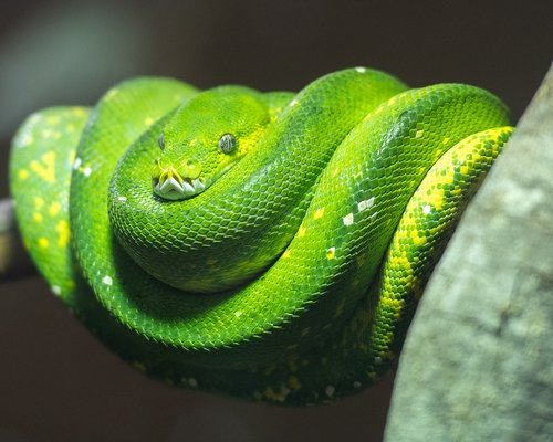 python  green tree python  snake