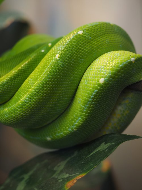 python  green  snake skin