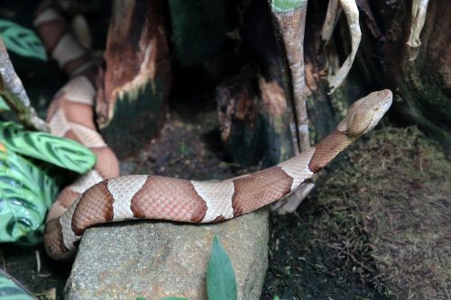 python snake animal
