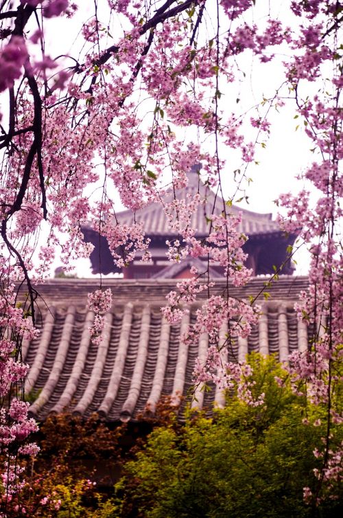 qinglong temple cherry blossom ancient