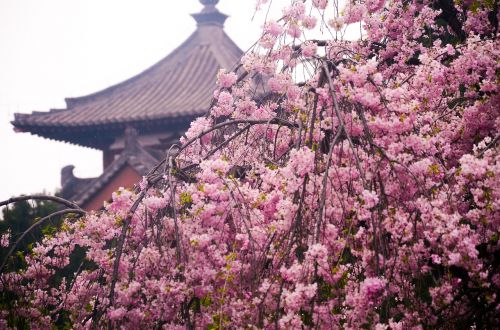 qinglong temple cherry blossom ancient