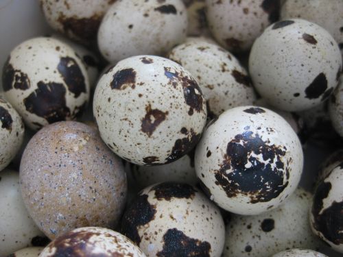 quail egg patch