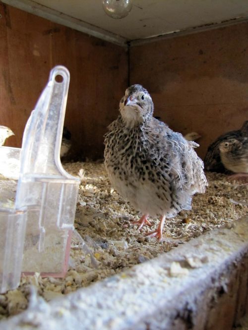 quail bird cage