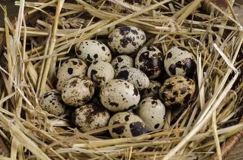 quail egg healthy
