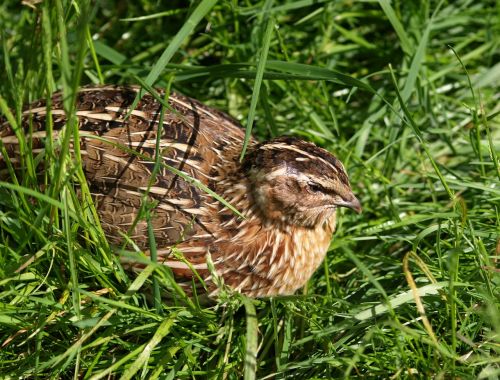 quail bird feather