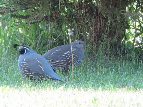 quail birds pair