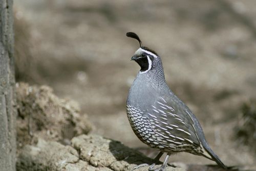 quail birds california