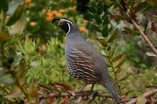 quail bird nature