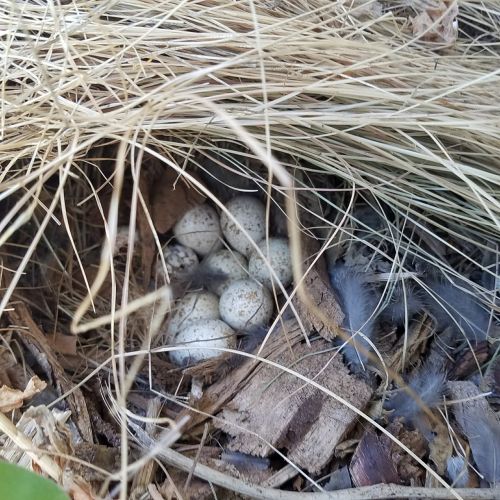quail eggs quail california quail