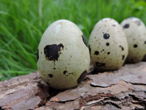 quail eggs small natural product