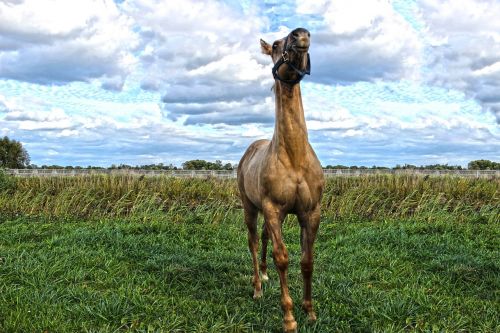 quarter horse american foal