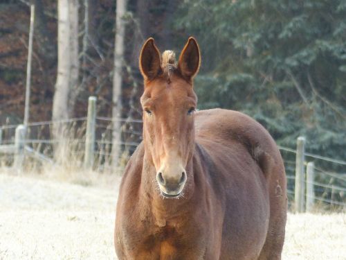 quarter horse animal mammal