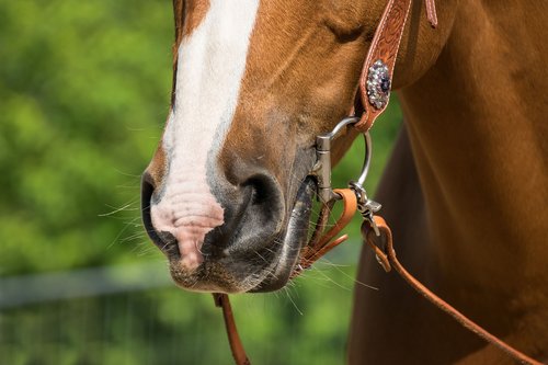 quarter horse  horse  western