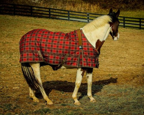 quarter horse horse horse blanket