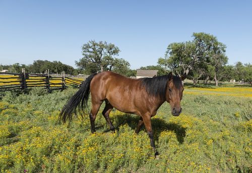 quarter horse ranch agriculture