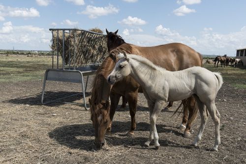 quarter horses ranch agriculture
