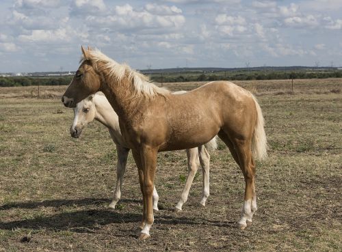 quarter horses colt mare