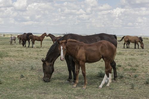 quarter horses colt mare