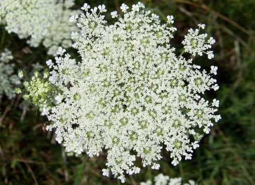 Queen Anne&#039;s Lace