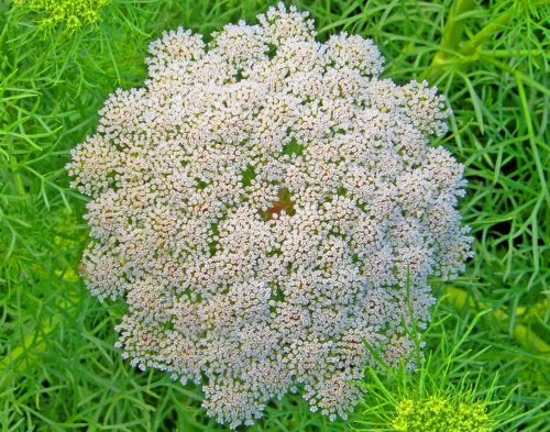 Queen Anne&#039;s Lace