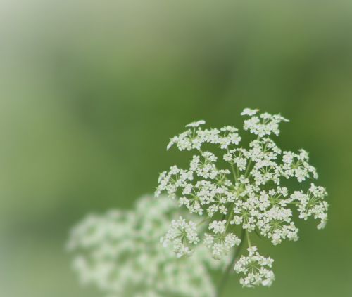 queen anne lace green flower