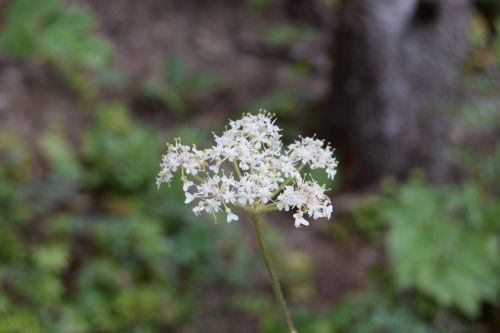 Queen Anne&#039;s Lace Wildflowers