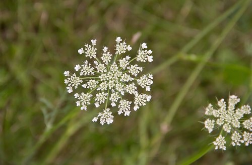 queen anne's lace  nature  weed