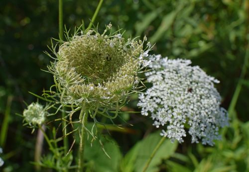 queen anne's lace bud opening green lynx spider camouflage