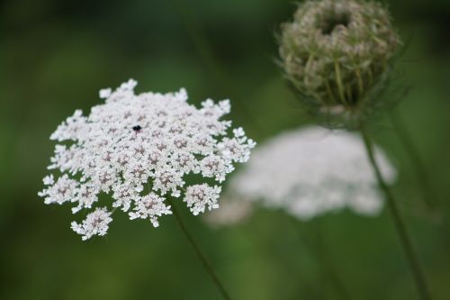 queen ann's lace white close up