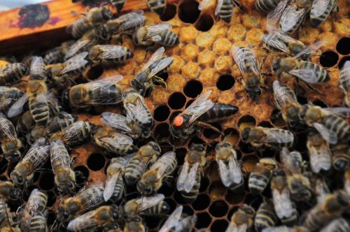 queen bee bees hive