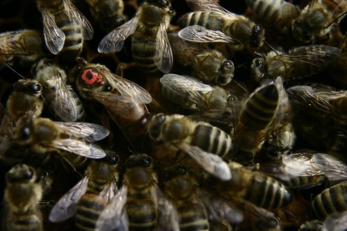 queen bee bees beekeeping
