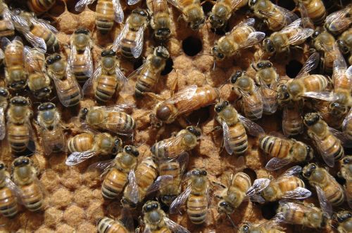 queen bee beehive bee