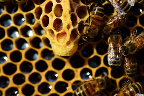 queen cup honey bee new queen rearing compartment