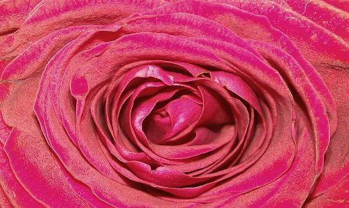 queen of flowers rose rosaceae