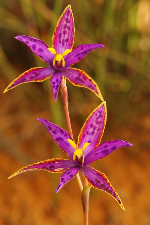 queen of sheba  thelymitra variegata  orchid