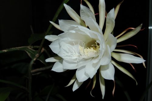 queen of the night blossom bloom