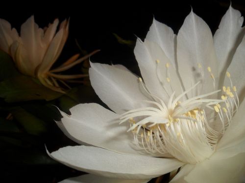queen of the night white flower cactus