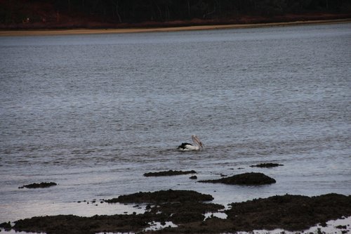 queensland  pelican  brisbane