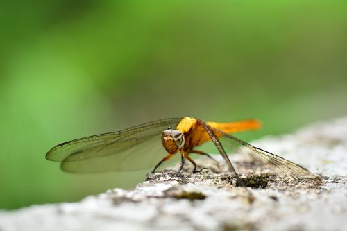 quentin chong golden dragonfly insect