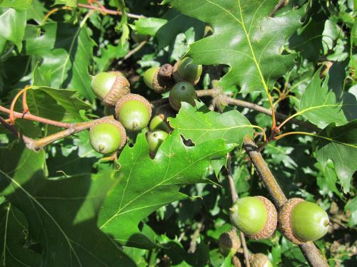 quercus rubra leaves acorns
