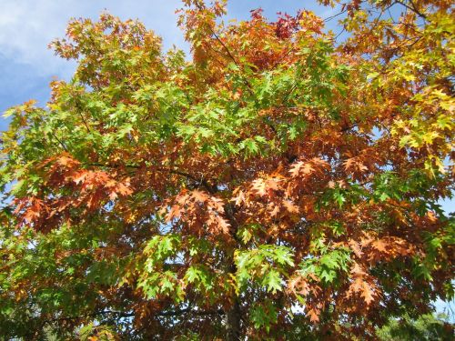 quercus rubra northern red oak champion oak