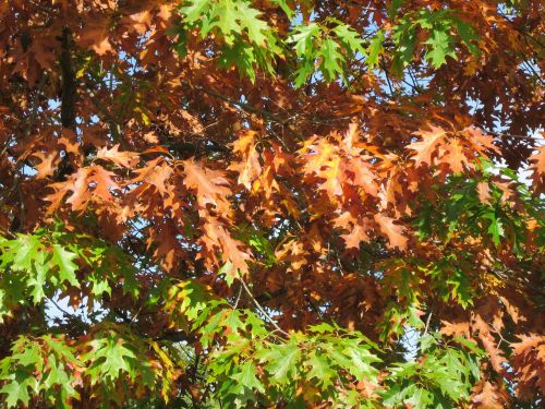 quercus rubra northern red oak champion oak