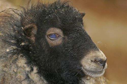 quessantschaf dwarf sheep breton