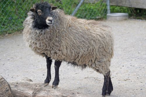 quessantschaf sheep dwarf sheep