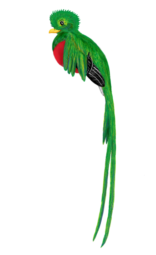 quetzal bird animal